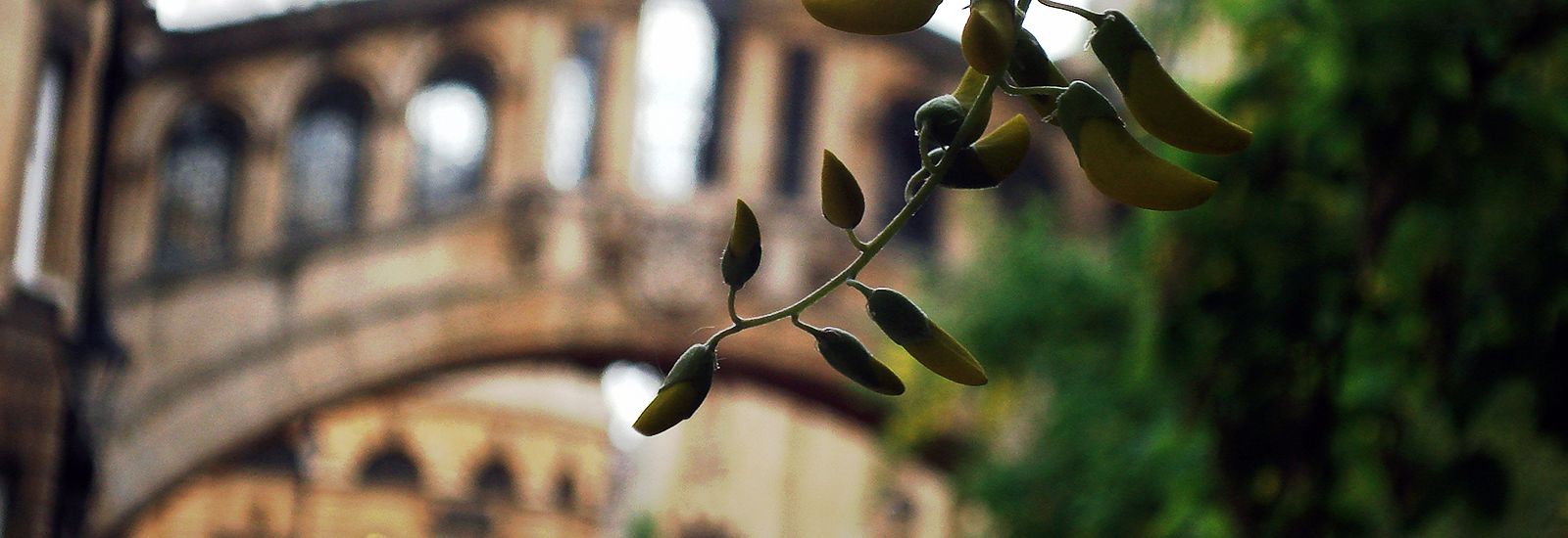 Close up of a plant in front of the Bridge of Sighs
