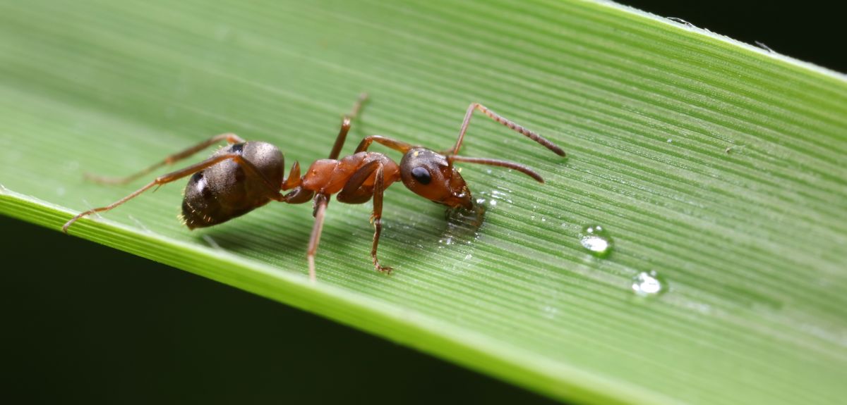 Ant on leaf