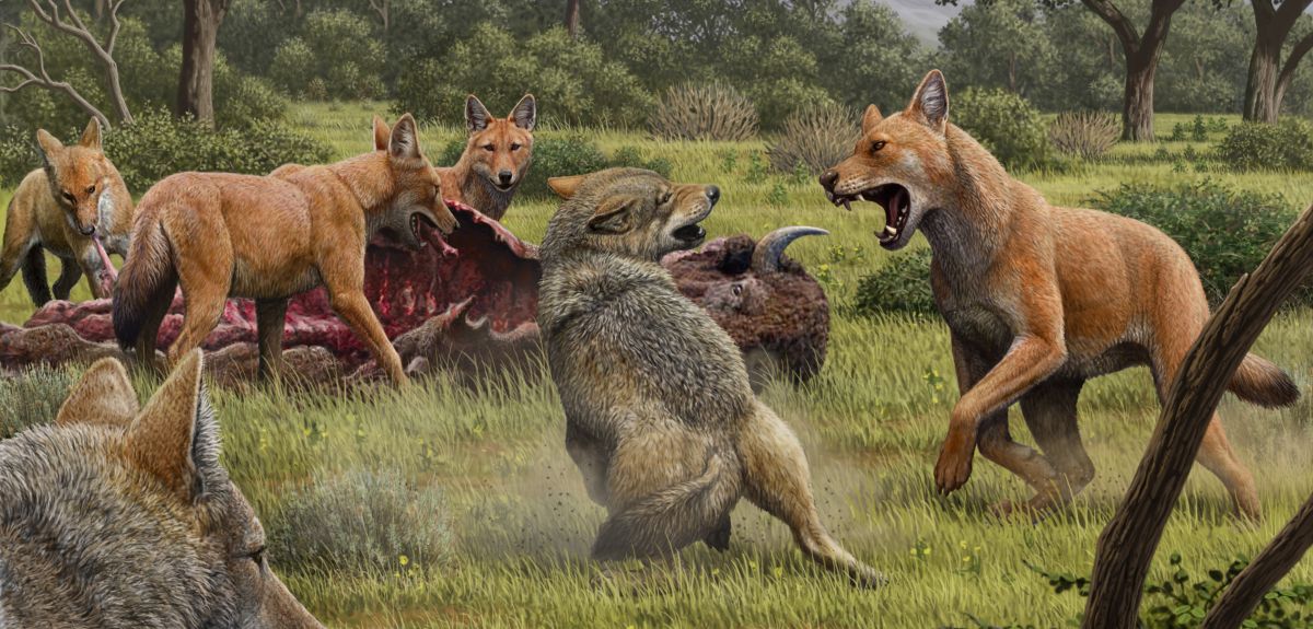 The results of this study suggest that dire wolves were more warm adapted and likely appeared more similar to dholes or South American canids with shorter, more reddish hair. They grey wolves in this image are included to show the contrast between the two