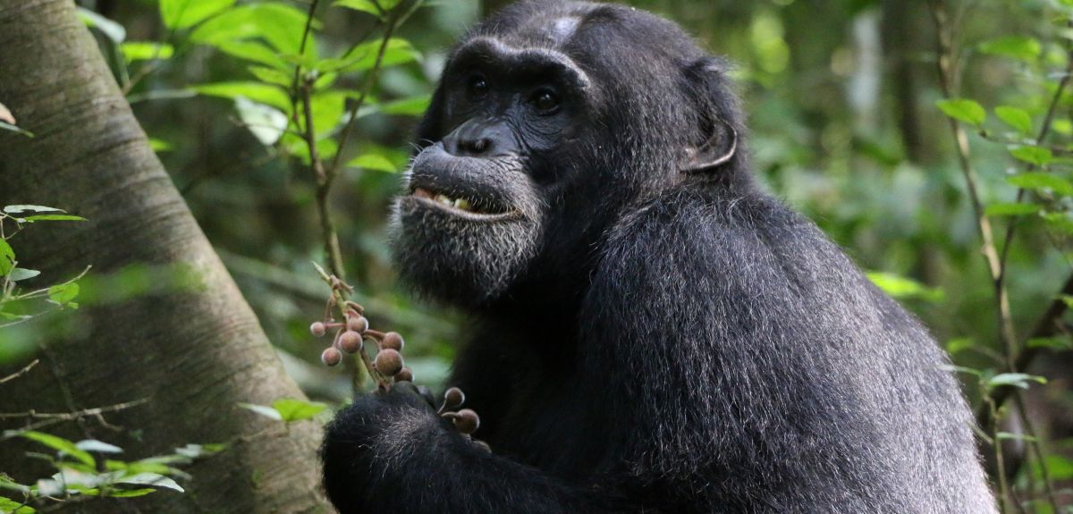 A chimpanzee in a forest, holding a small branch with what appear to be large berries hanging off it. 