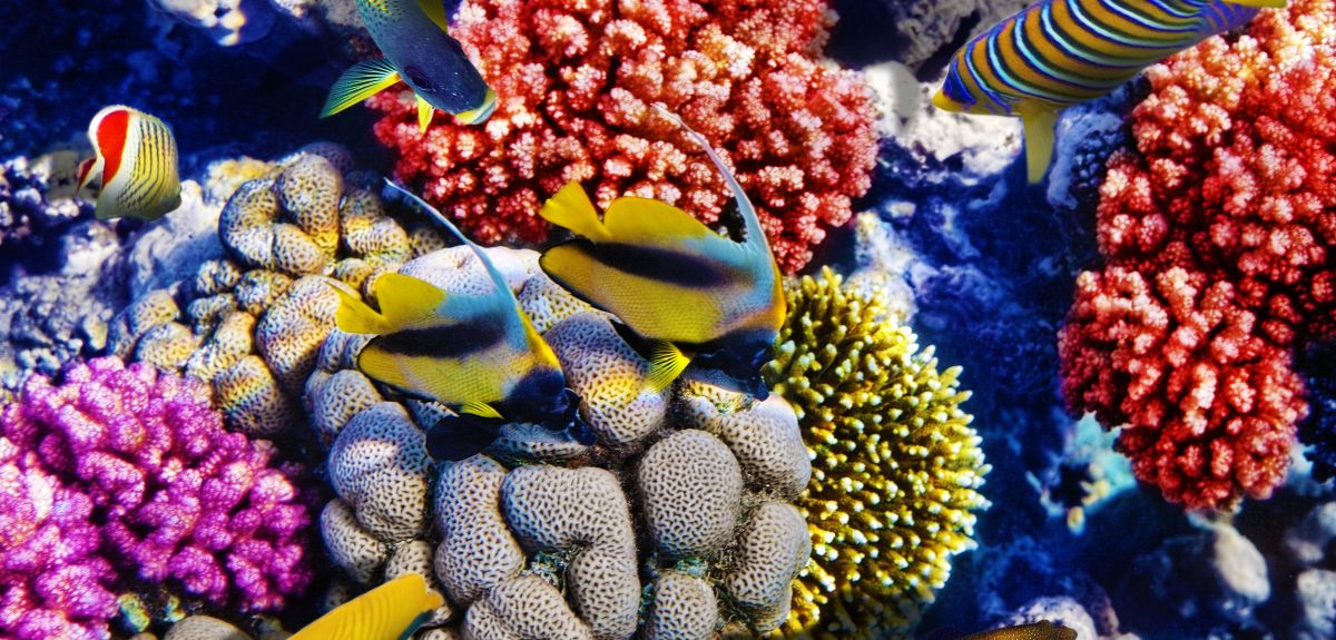 Habitats such as coral reefs support a huge diversity of plant and animal life, which students applying to study biological sciences might be asked to explain. 