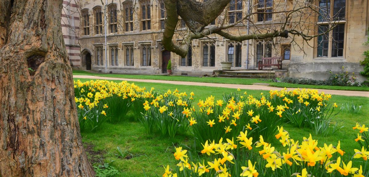 Daffodils on a lawn in Oxford