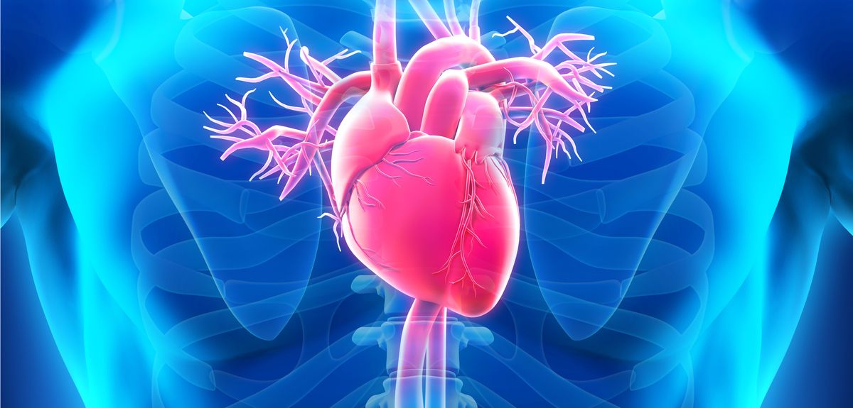 Antibody genes influence forgotten heart disease