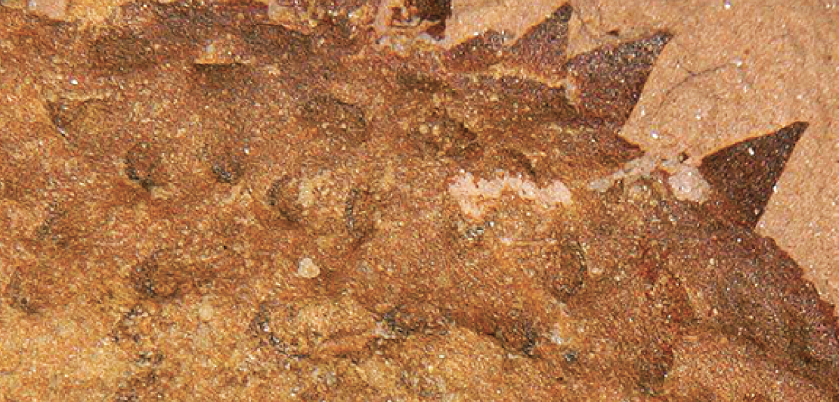Close up of a fossil with prominent spines covering the back of an organism.