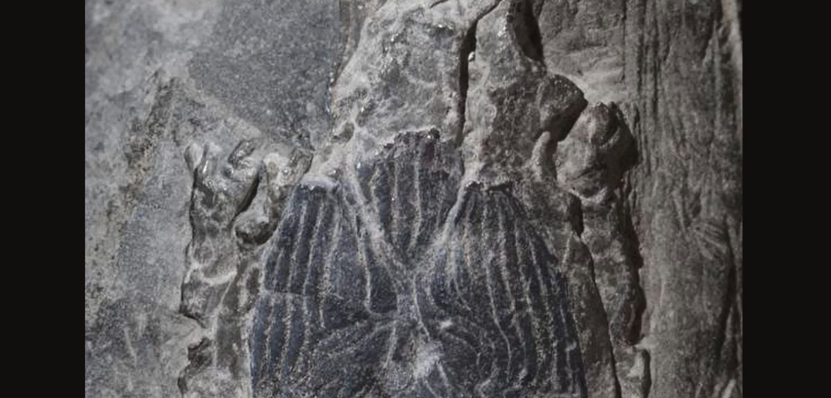 Janusiscus fish fossil