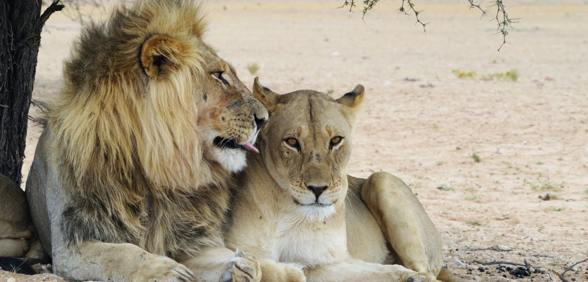 A male lion and lioness lying down together under the shade of a tree in a desert. 