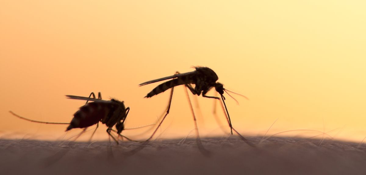 Modern housing associated with reduced malaria risk in sub-Saharan Africa