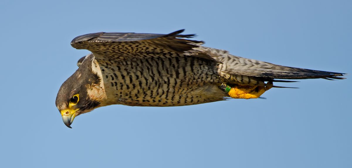 Flying high: why peregrine falcons are kings of the urban jungle | Birds |  The Guardian