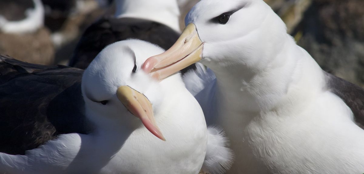 Pair of black-browed albatross