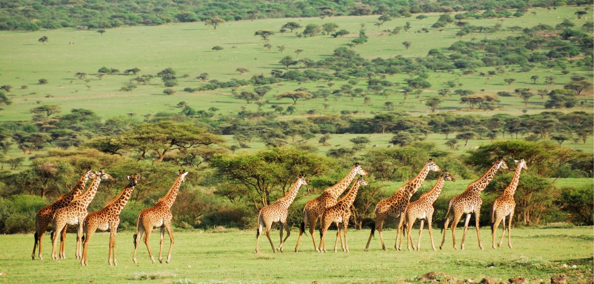 Herd of giraffes