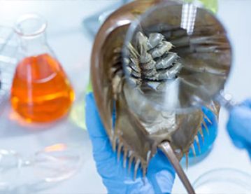 Horseshoe crab under magnifier