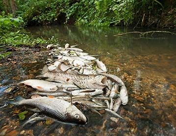 Photo of a pile of dead fish at the side of a river