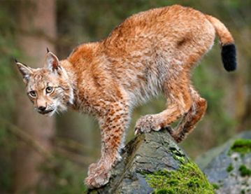 Lynx in Scotland