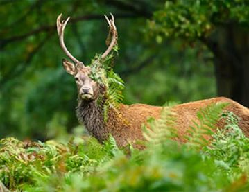 A stag in woodland