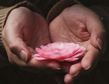 pair of hands holding a flower