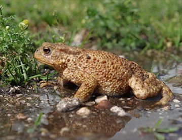 Puerto Rican crested toad