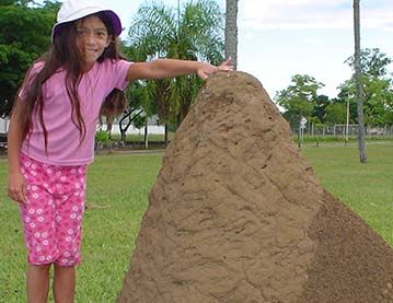 Photo of a large anthill