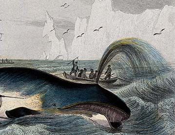 Engraving of a whale being speared with harpoons by fishermen in the Arctic sea.