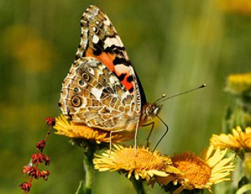 A butterfly feeding