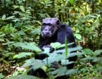 Chimp in Uganda