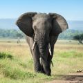 A male African elephant on the plains of the Masai Mara with forests and mountains visible in the distance.