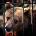 Brown bear in a cage. Credit: DuxX, Getty Images.