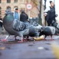 A flock of pigeons eating pieces of bread on a pavement in a city. People walk in the background.