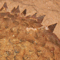 Close up of a fossil with prominent spines covering the back of an organism.