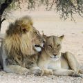 A male lion and lioness lying down together under the shade of a tree in a desert. 