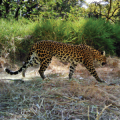 Cambodian leopard