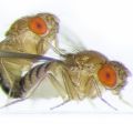 Fruit flies mating