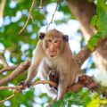 Findings in monkeys allow to get an understanding of what may happen in the human brain as well, in the case of fundamental behaviours that both species display