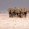 Thirsty elephants approaching the Gemsbokvlakte Waterhole in Etosha National Park, Namibia 