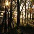 Sun amongst the trees at Harcourt Arboretum 