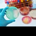 A hand wearing a blue latex glove holds up a petri dish which has colonies of bacteria growing on it. Clear circles can be seen on the plate where an antibiotic has prevented the bacteria from growing. In the background is a stack of petri dishes 